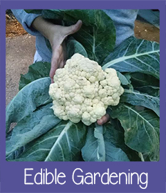Edible Gardening SWFL