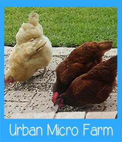 Urban Micro Farm SWFL
