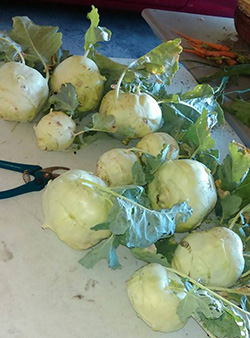 Adrienne Potter Harvest Market Days SWFL