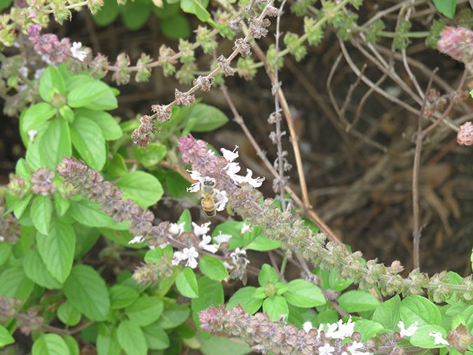 Backyard Garden Fruits and Vegetables for sale SWFL 2