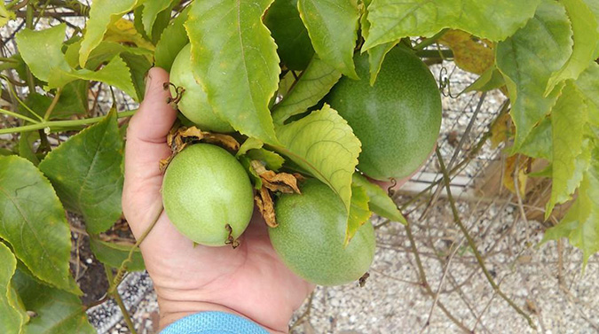 Backyard Veggie Garden Miss Potters Place