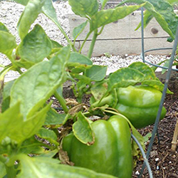 Backyard Veggie Growing