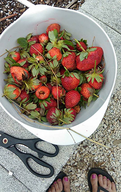 Fresh Fruit Fort Myers