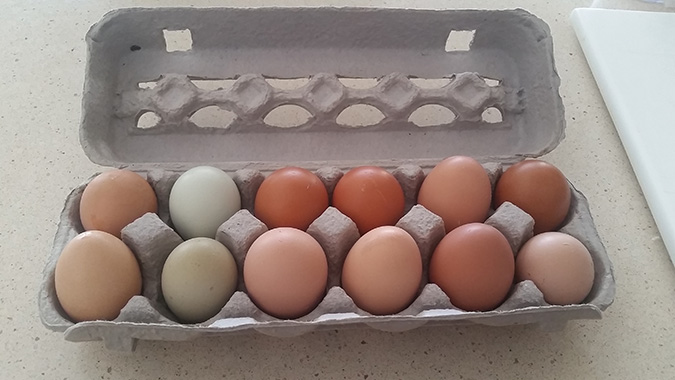 Fresh all Natural Eggs Fort Myers