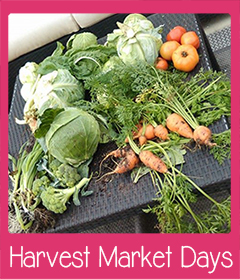 Harvest Market Days