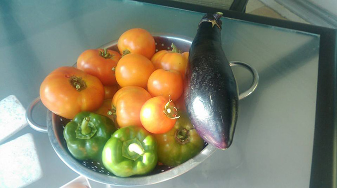 Miss Potters Place Veggies for Sale Fort Myers