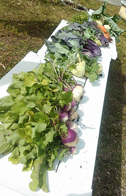 Miss Potters harvest Market Days