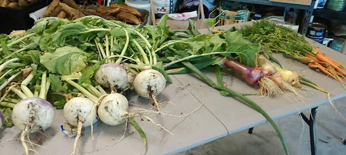 SWFL Fresh Garden Veggies