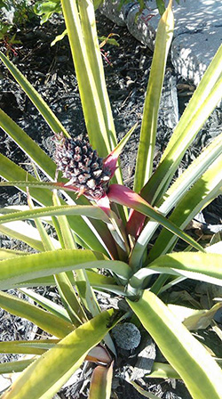 SWFL Fruit Garden All Natural