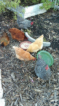 Cage Free Chickens Fort Myers