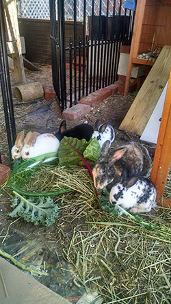 Miss Potters Place Rabbits