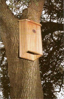 bat house Miss Potters Place